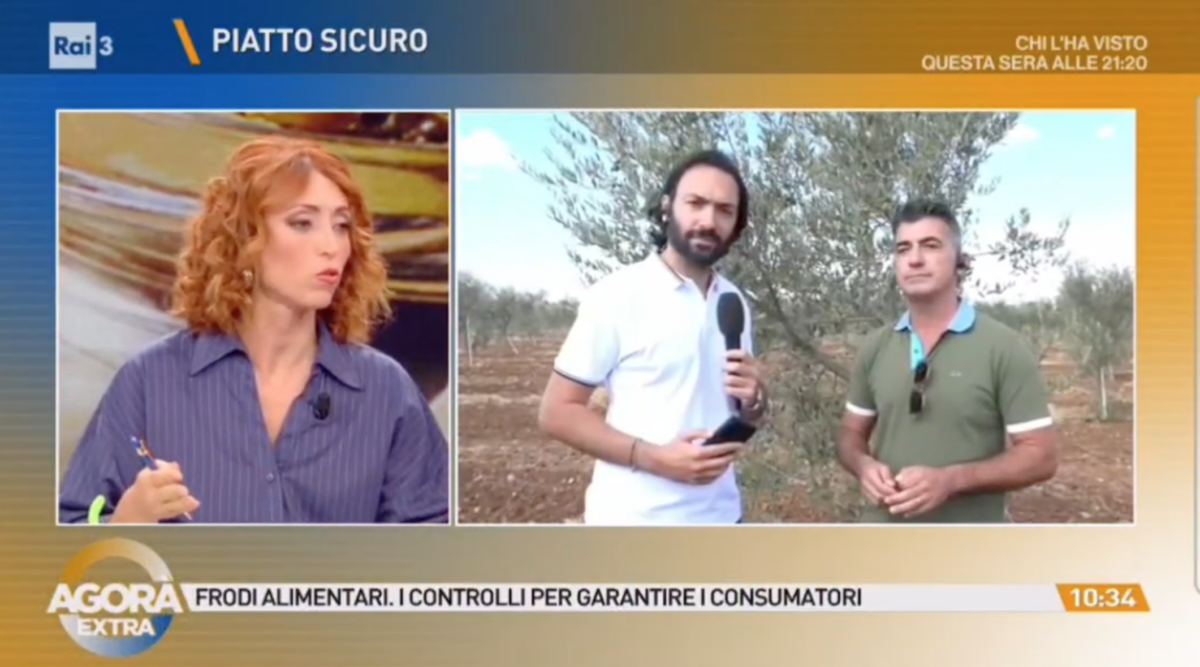 Xylella in Puglia, tra ulivi malati e reimpianti
